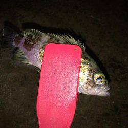 アジのちシーバスたまにメバル