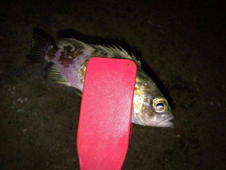 アジのちシーバスたまにメバル