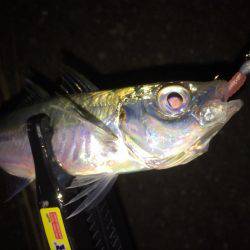 寒波 北西の風の中