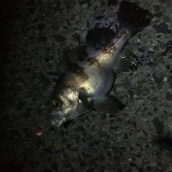 竿初め尺メバル！