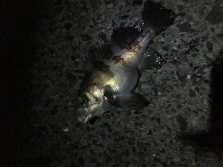 竿初め尺メバル！