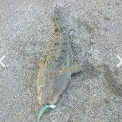 フラットフィッシュ