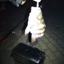 初釣行！メバリング