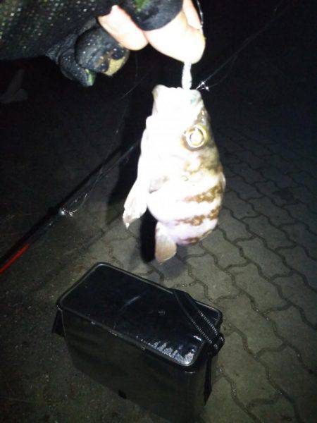 初釣行！メバリング