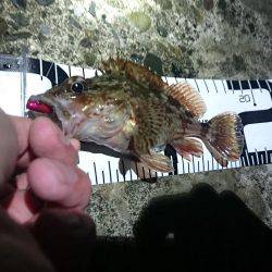 カサゴばかり、そろそろアジを釣りたい。（赤灯台16時～19時）