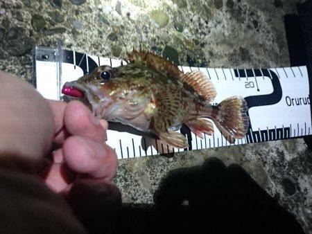 カサゴばかり、そろそろアジを釣りたい。（赤灯台16時～19時）