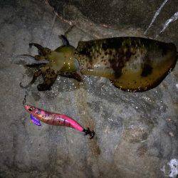 でかイカ求めて…