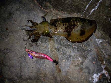 でかイカ求めて…