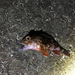 メバリングするもガシラのみ