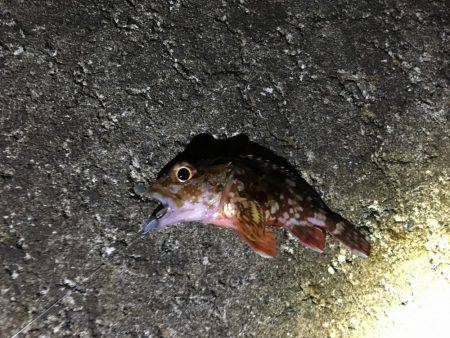 メバリングするもガシラのみ