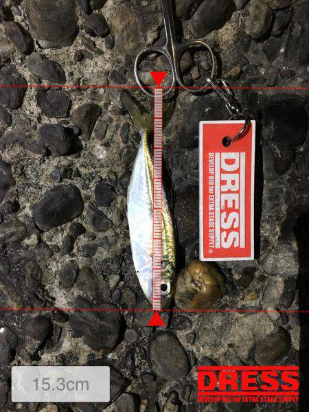 数は釣れるもサイズは…