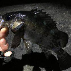 メバルの活性あがってきました！