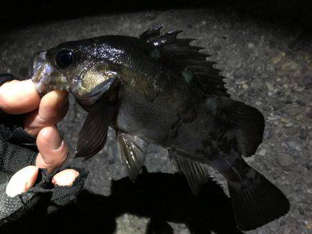 メバルの活性あがってきました！