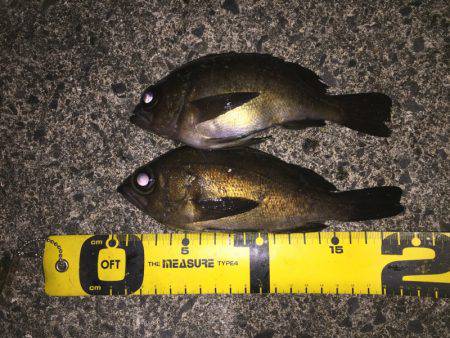 泉南メバル好調