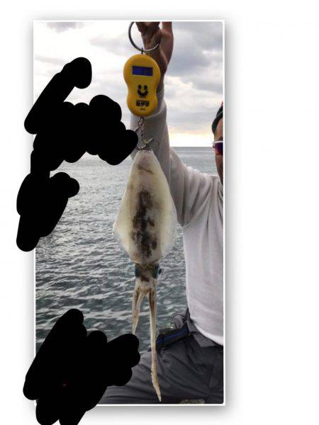 年初めのアオリ調査