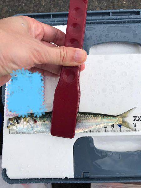 回遊待ちでポツポツ