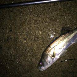 天白川河口調査