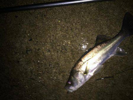 天白川河口調査