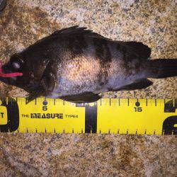 泉南メバル爆釣でした