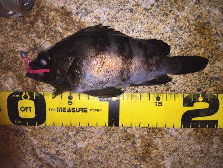 泉南メバル爆釣でした