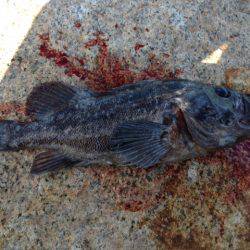 紀の川河口！熱かった！