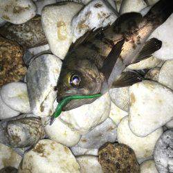 やっと初釣りに