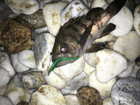 やっと初釣りに