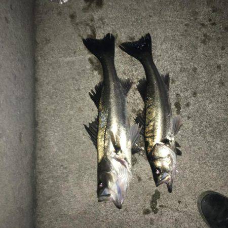 マイワシパターンのシーバスキャッチ成功