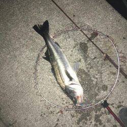 マイワシパターンのシーバス健在も…