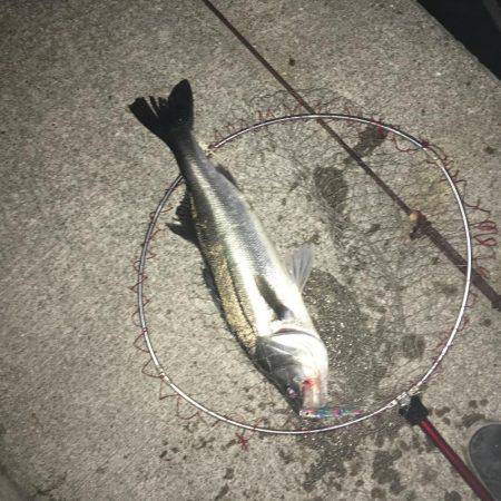 マイワシパターンのシーバス健在も…