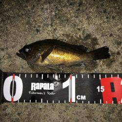 2017年初釣り滑り出し好調٩(๑❛ᴗ❛๑)۶