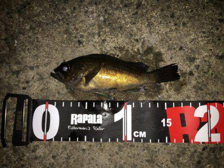 2017年初釣り滑り出し好調٩(๑❛ᴗ❛๑…