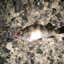 数は出たものの型がのびず