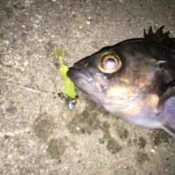 新規開拓メバリング