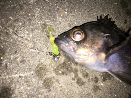 新規開拓メバリング