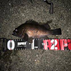 メバル絶好調です