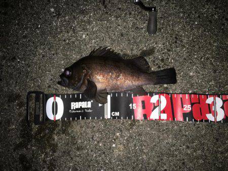 メバル絶好調です