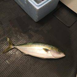 我こそはサンシャイン