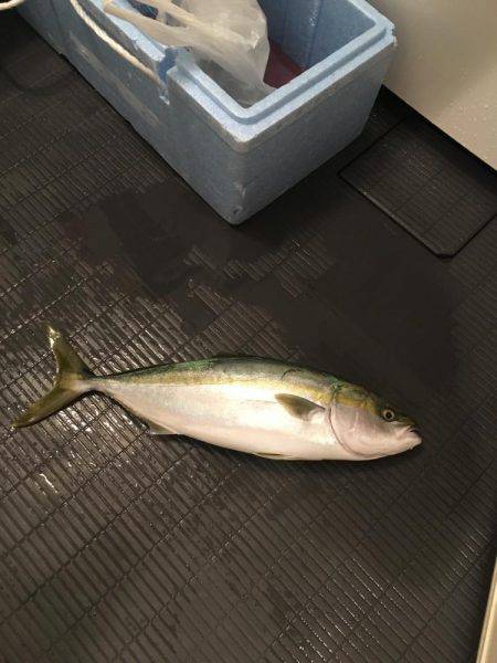 我こそはサンシャイン