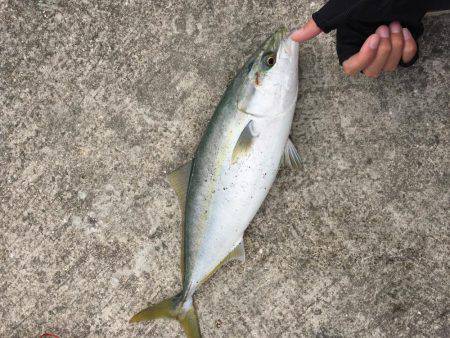 なんとかハマチ一本