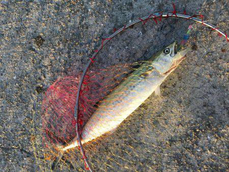 タチウオ、サゴシ