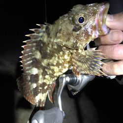 極寒根魚探し♪