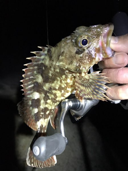 極寒根魚探し♪