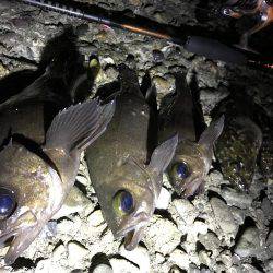 ロックフィッシュ♩