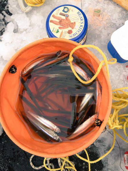 余呉湖 ワカサギ釣れてます♪