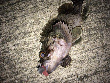 今さらながら初釣りに