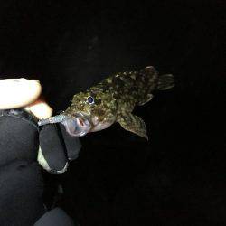 メバリングとショアジギ