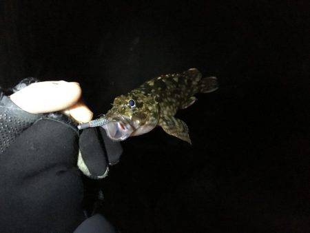 メバリングとショアジギ