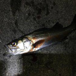 メバル不発！！