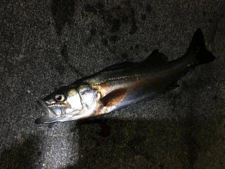 メバル不発！！